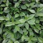 Euonymus 'Dart's Blanket' detail (Mobilane kant en klaar haag)